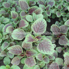 AM01 Dianhong hojas redondas semillas de amaranto rojo para plantar